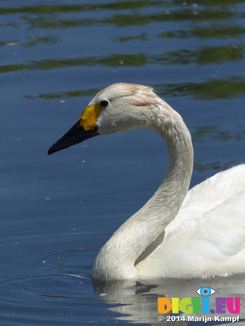 FZ006042 Bewick's swan (Cygnus columbianus)